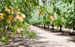 Atlanta tree nut allergy treatment