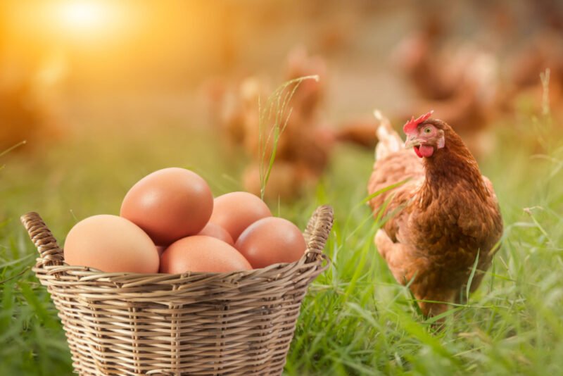 If Allergic to Eggs Can I Eat Chicken? Food Allergies Atlanta